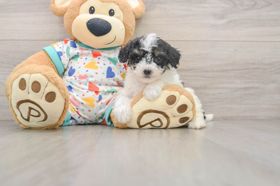 Poochon Pup Being Cute