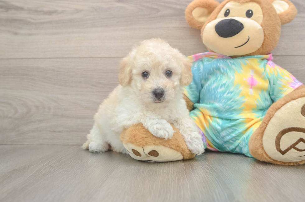 6 week old Poochon Puppy For Sale - Lone Star Pups
