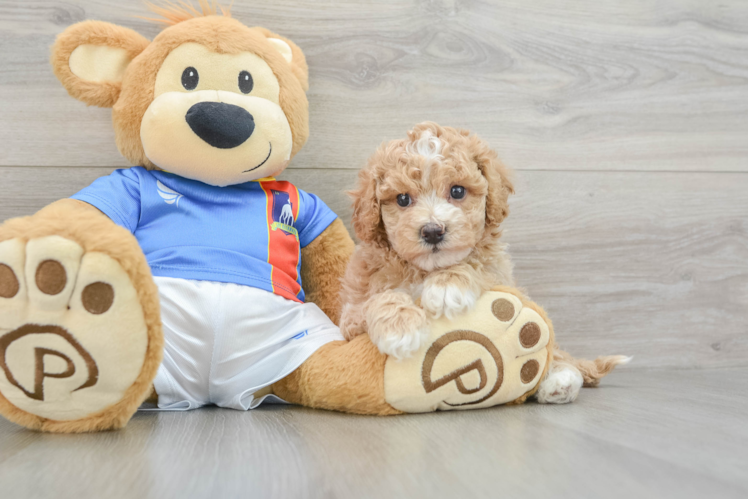 Hypoallergenic Bichpoo Poodle Mix Puppy