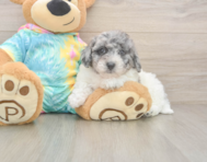 9 week old Poochon Puppy For Sale - Lone Star Pups