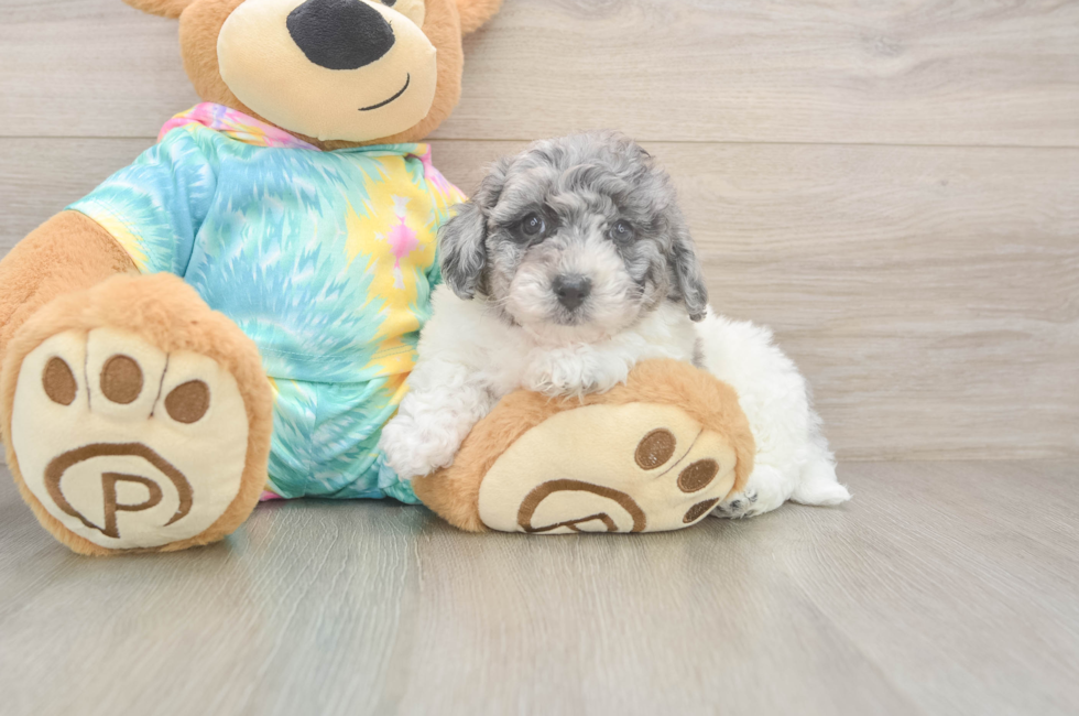 6 week old Poochon Puppy For Sale - Lone Star Pups