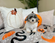 10 week old Poochon Puppy For Sale - Lone Star Pups
