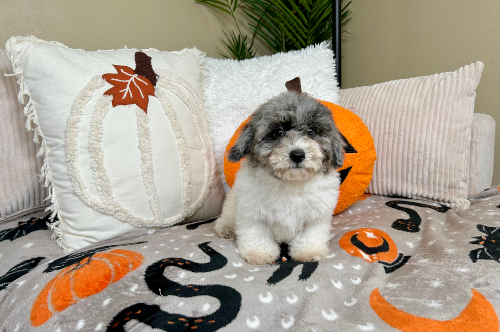 10 week old Poochon Puppy For Sale - Lone Star Pups