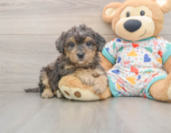7 week old Poochon Puppy For Sale - Lone Star Pups