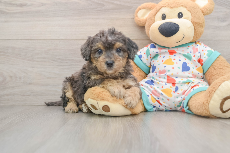 Poochon Pup Being Cute