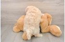 Adorable Bichpoo Poodle Mix Puppy