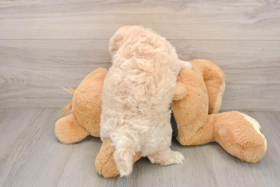 Adorable Bichpoo Poodle Mix Puppy