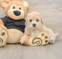 5 week old Poochon Puppy For Sale - Lone Star Pups