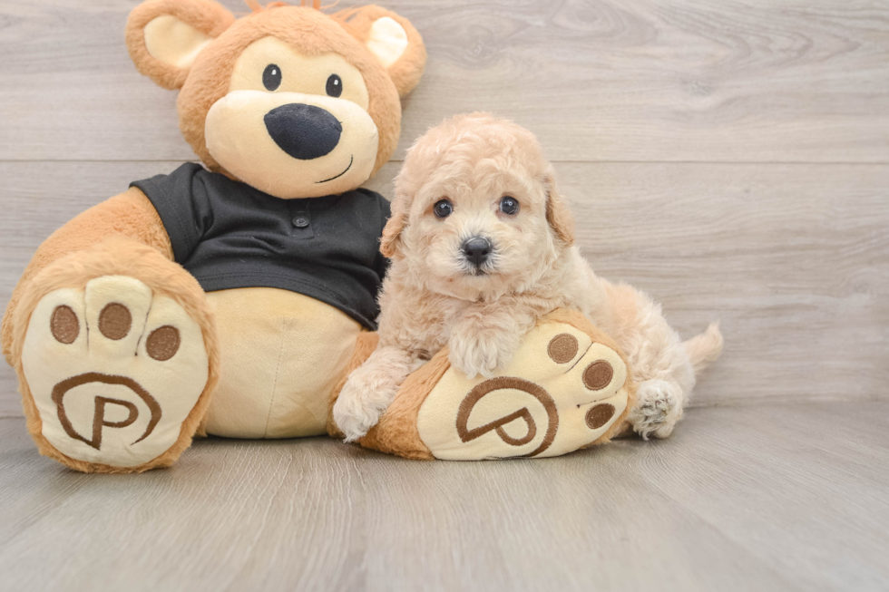 Poochon Puppy for Adoption