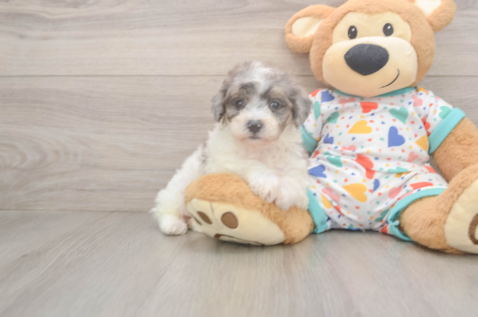 6 week old Poochon Puppy For Sale - Lone Star Pups