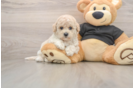 Poochon Pup Being Cute