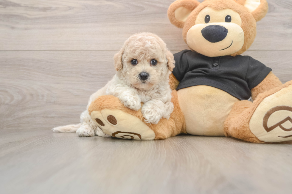 Poochon Pup Being Cute