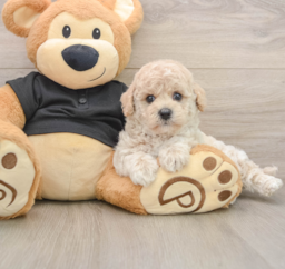 5 week old Poochon Puppy For Sale - Lone Star Pups
