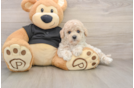 Best Poochon Baby