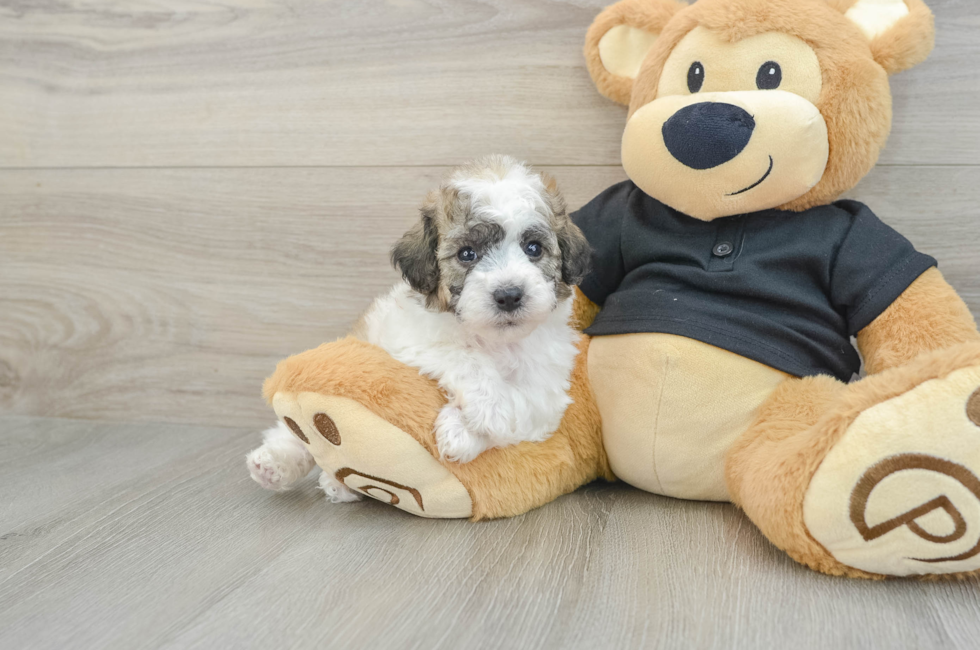 5 week old Poochon Puppy For Sale - Lone Star Pups