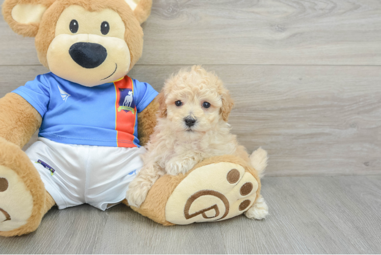 Poochon Puppy for Adoption