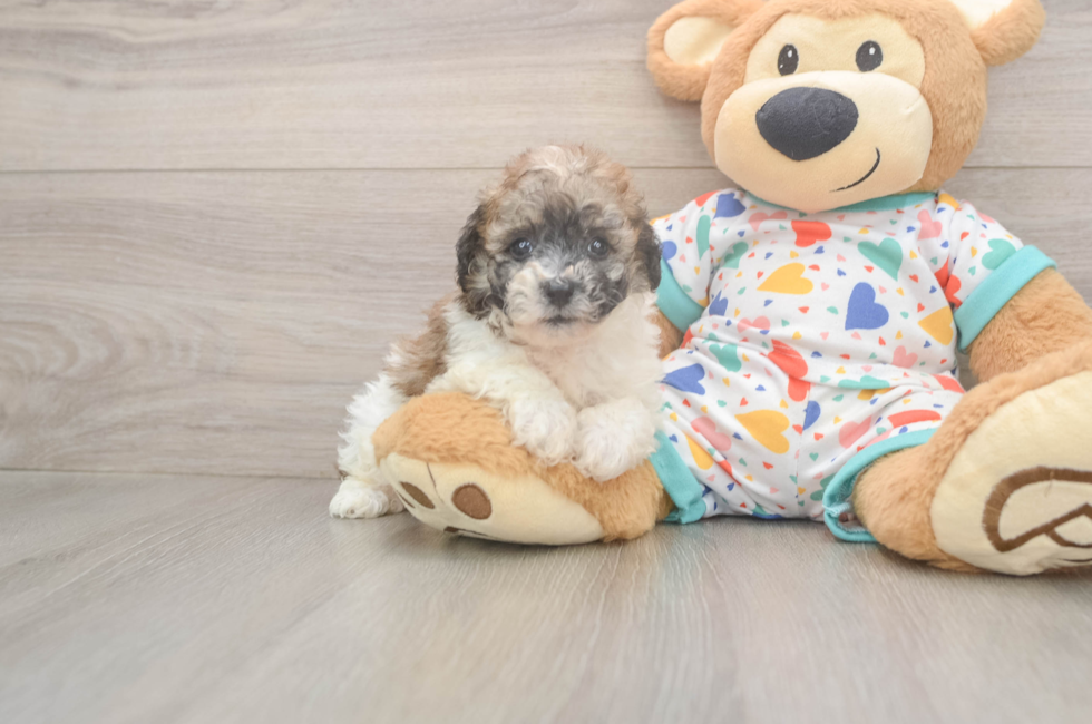 6 week old Poochon Puppy For Sale - Lone Star Pups