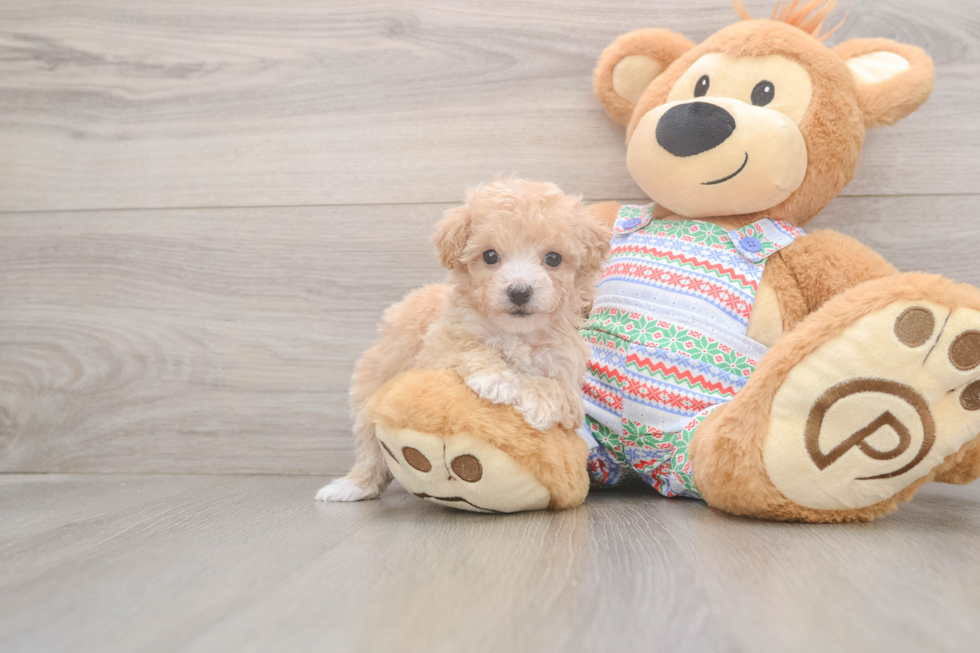 Poochon Pup Being Cute