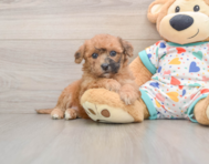 8 week old Poochon Puppy For Sale - Lone Star Pups