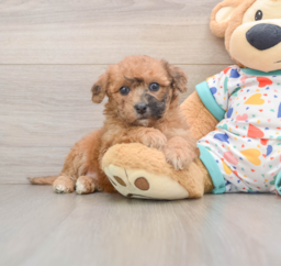 8 week old Poochon Puppy For Sale - Lone Star Pups