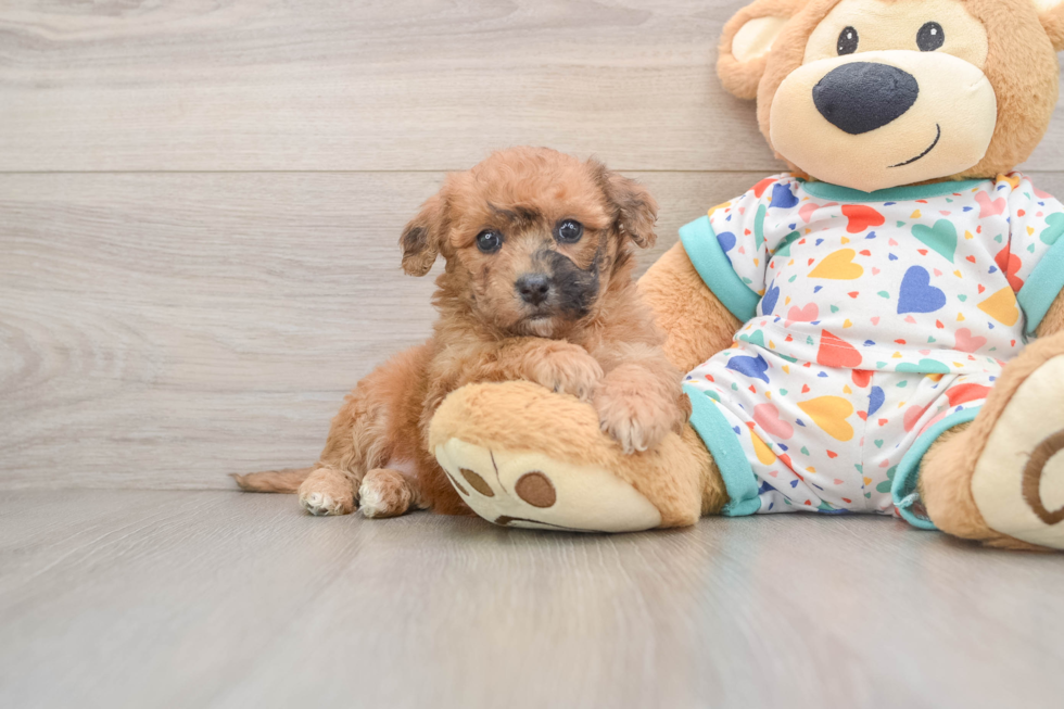 Poochon Pup Being Cute