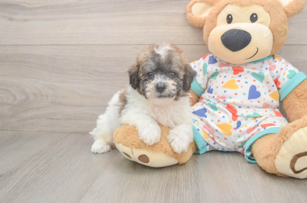 6 week old Poochon Puppy For Sale - Lone Star Pups