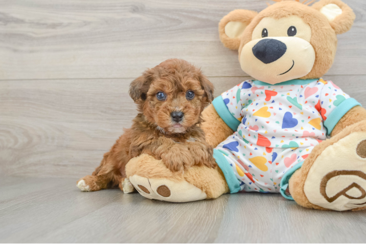 Best Poochon Baby