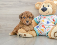 6 week old Poochon Puppy For Sale - Lone Star Pups