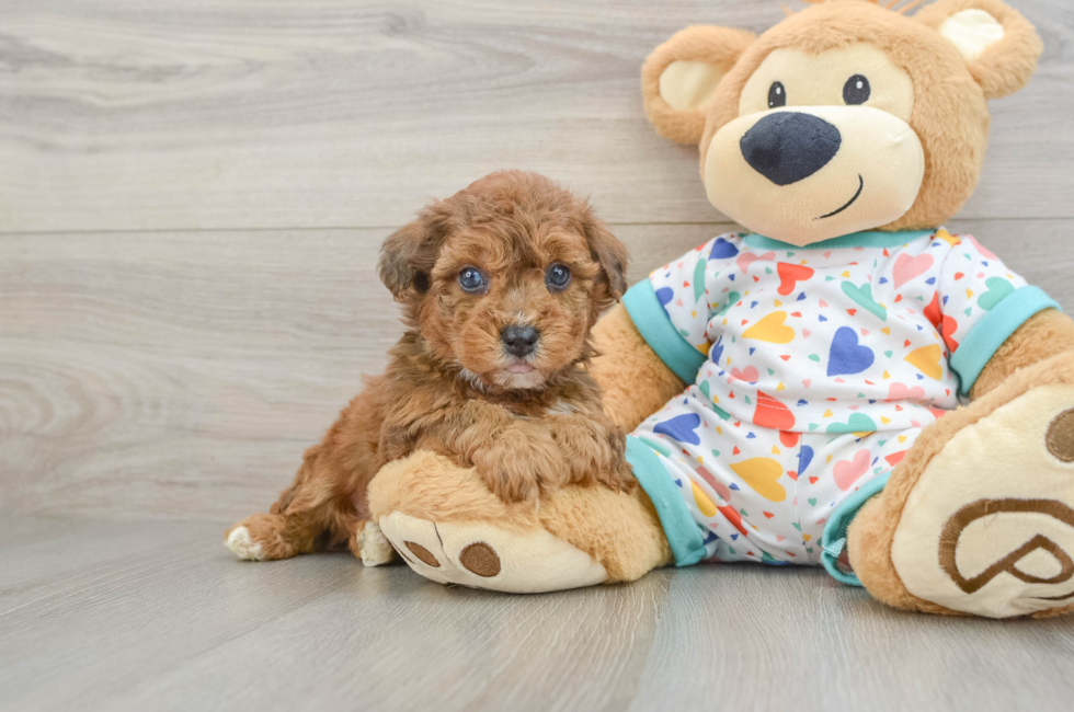 5 week old Poochon Puppy For Sale - Lone Star Pups