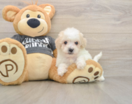 5 week old Poochon Puppy For Sale - Lone Star Pups