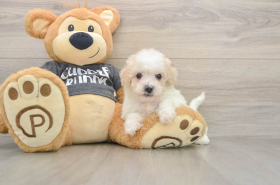 Cute Poochon Baby