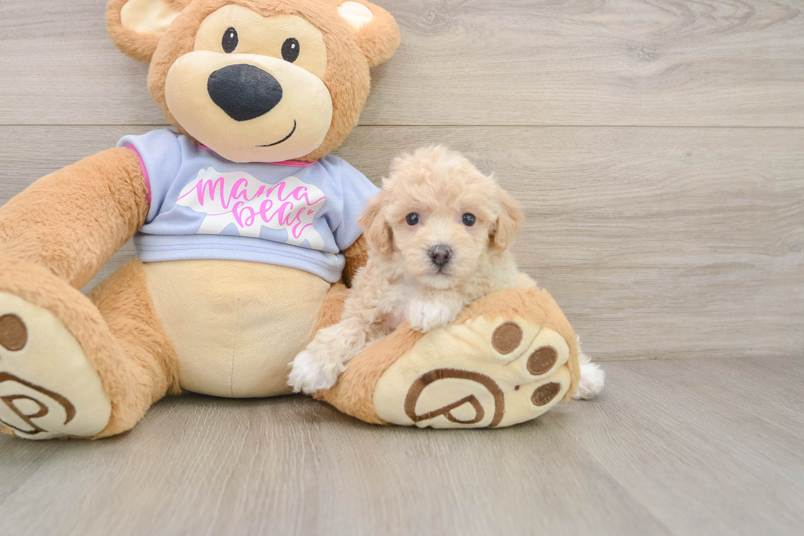 Poochon Puppy for Adoption