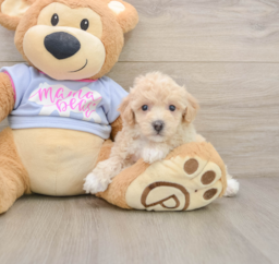5 week old Poochon Puppy For Sale - Lone Star Pups
