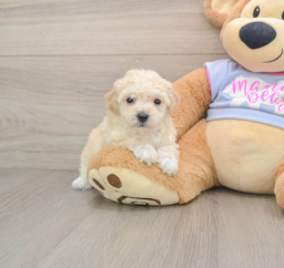 5 week old Poochon Puppy For Sale - Lone Star Pups