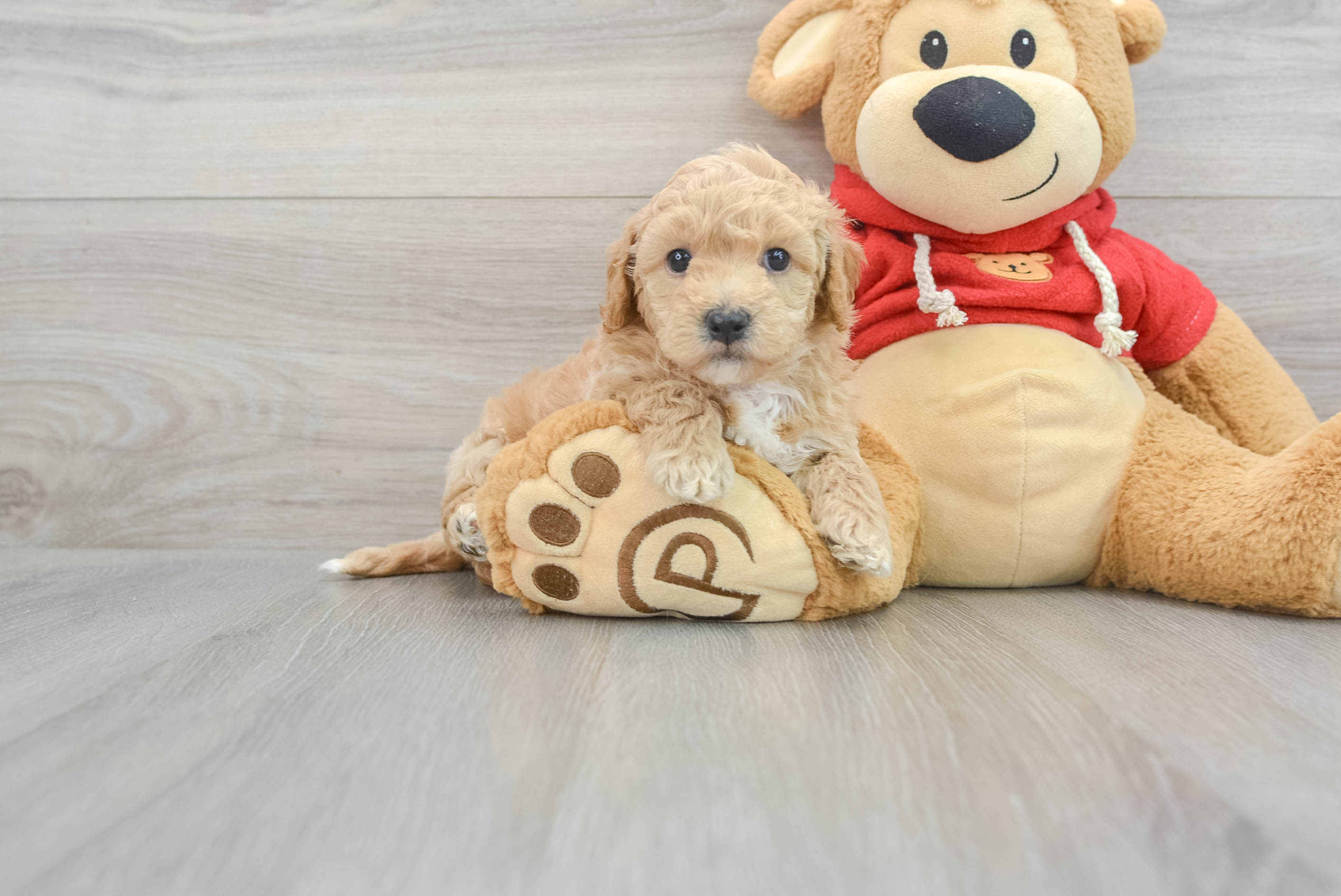 Best Poochon Baby