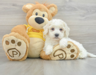 8 week old Poochon Puppy For Sale - Lone Star Pups