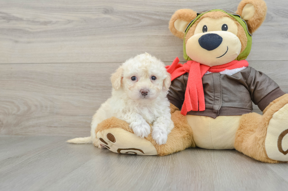 6 week old Poochon Puppy For Sale - Lone Star Pups