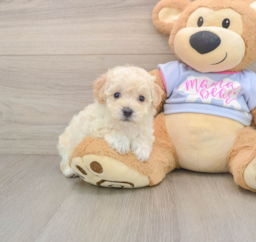 5 week old Poochon Puppy For Sale - Lone Star Pups