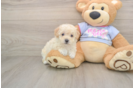 Smart Poochon Poodle Mix Pup