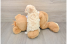 Best Poochon Baby