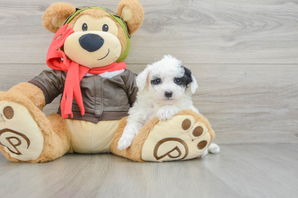 6 week old Poochon Puppy For Sale - Lone Star Pups