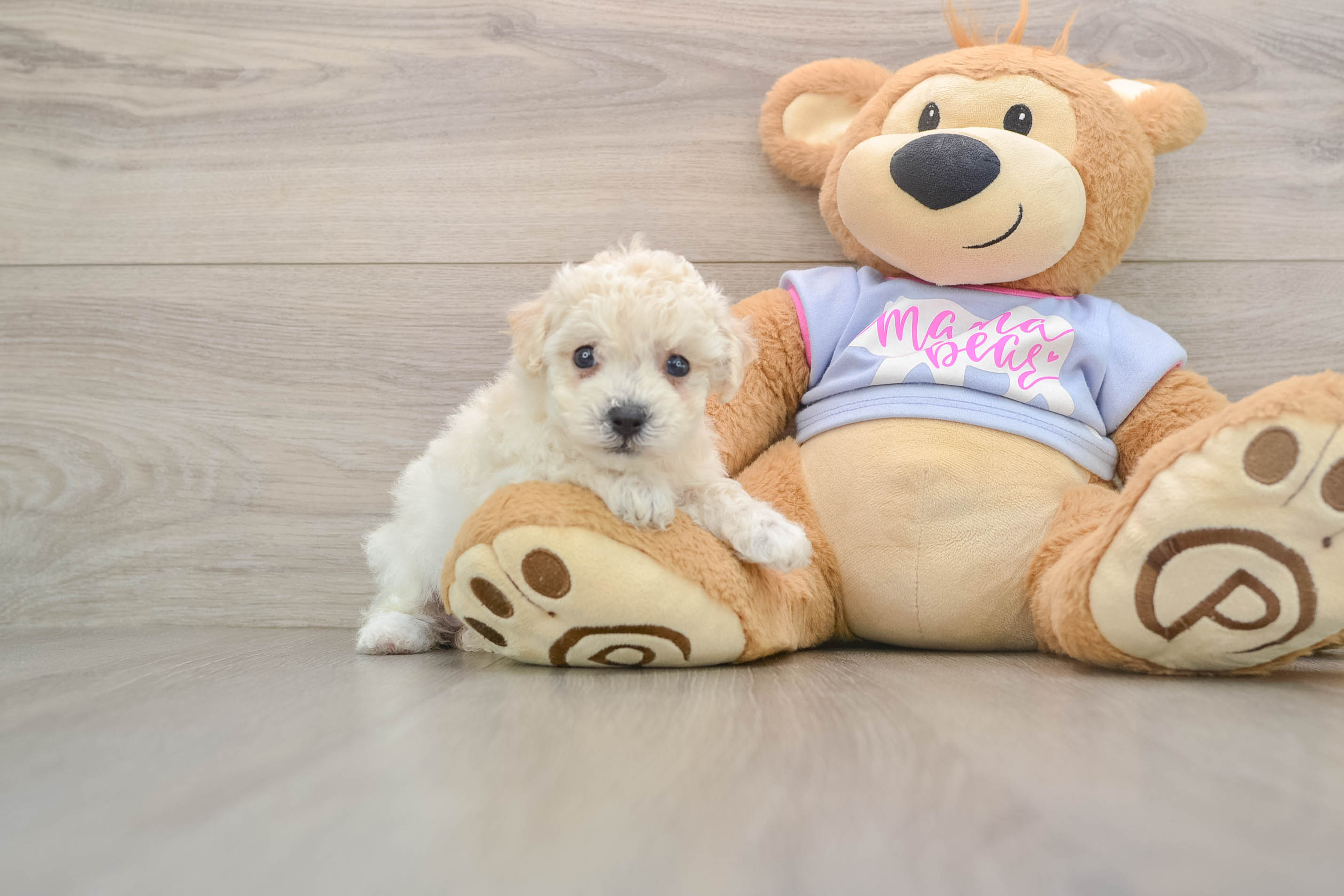 Poochon Puppy for Adoption
