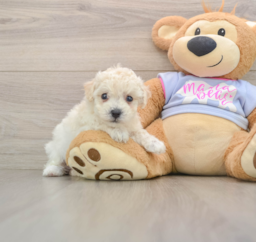 5 week old Poochon Puppy For Sale - Lone Star Pups