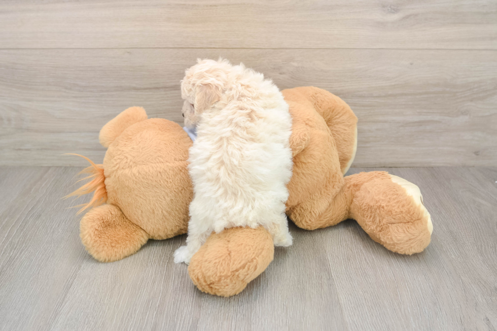 Poochon Puppy for Adoption