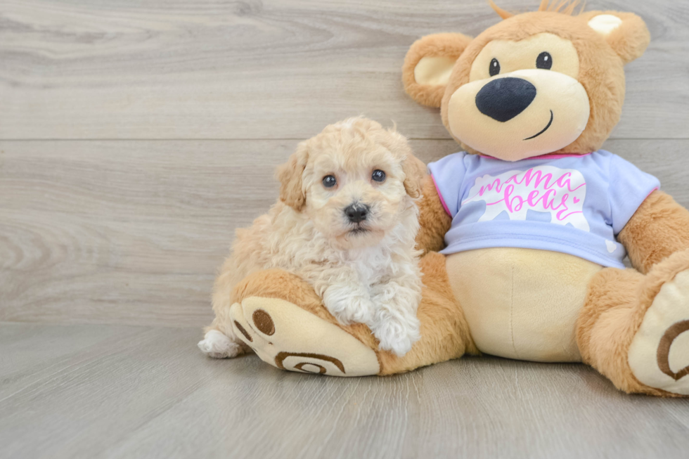 Small Poochon Baby