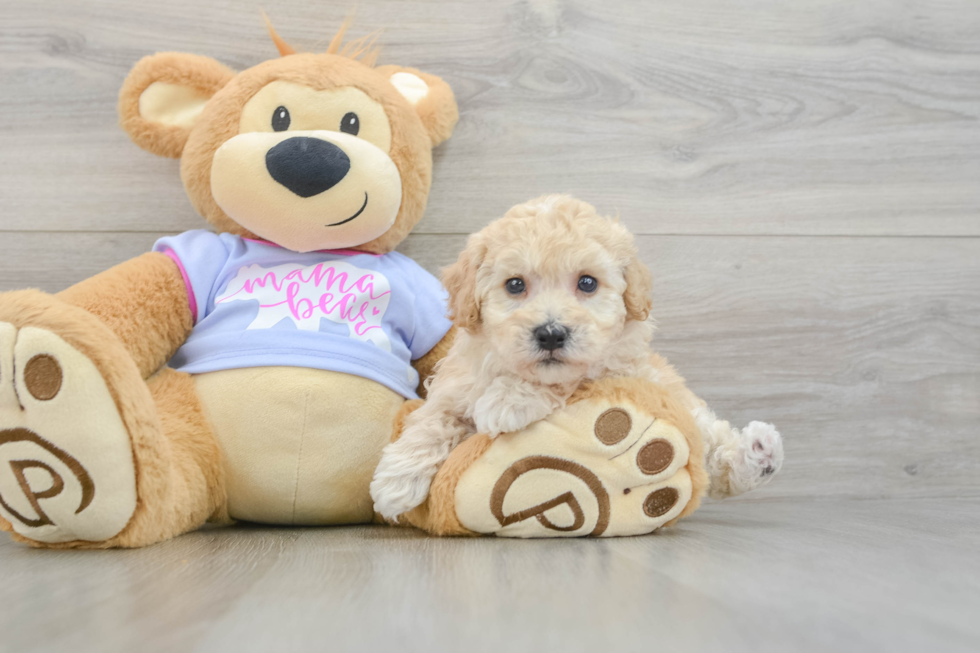 Best Poochon Baby