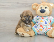 6 week old Poochon Puppy For Sale - Lone Star Pups