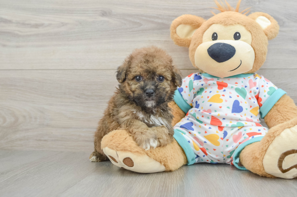 5 week old Poochon Puppy For Sale - Lone Star Pups