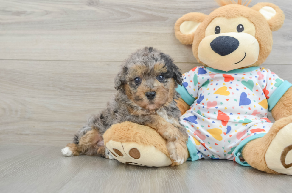 5 week old Poochon Puppy For Sale - Lone Star Pups