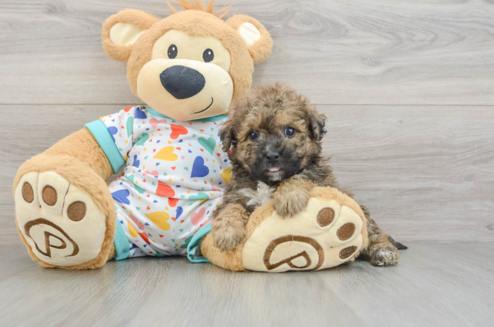 5 week old Poochon Puppy For Sale - Lone Star Pups
